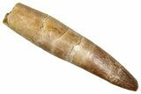 Fossil Plesiosaur (Zarafasaura) Tooth - Morocco #344257-1